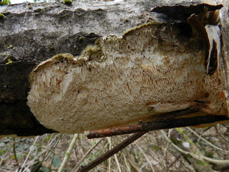 Su salice (Trametes trogii)